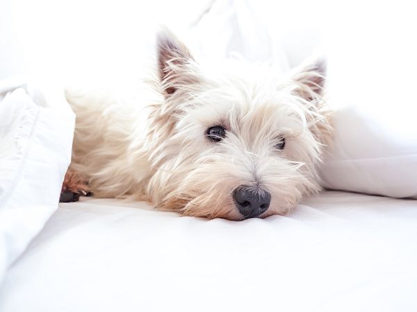 A fluffy, sleepy dog lying on a white bed, head resting on the pillow, calm and cozy.