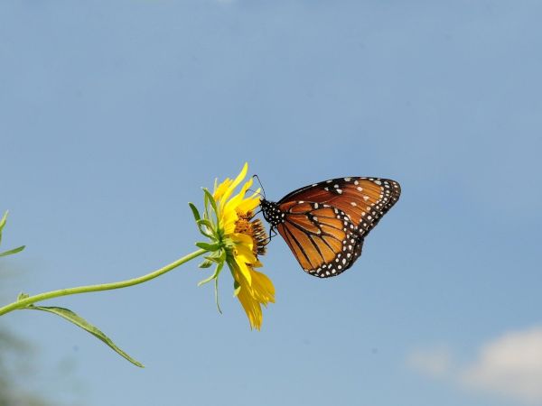 A monarch butterfly perched on a yellow flower, butterfly with orange wings and black veins, blue sky background, sunny day.