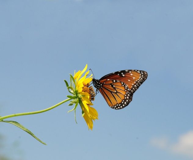 A monarch butterfly perched on a yellow flower against a blue sky, its orange wings with white spots clearly visible.